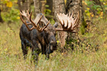 wildlife;Bull-Moose;Moose;foliage;Alces-alces;Anchorage;Alaska;AK;D5;2016