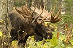 wildlife;Bull-Moose;Moose;Alces-alces;Anchorage;Alaska;AK;D4s;2016
