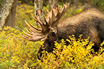 wildlife;Bull-Moose;Moose;foliage;Alces-alces;Anchorage;Alaska;AK;D5;2016