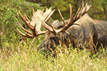 wildlife;Bull-Moose;Moose;Alces-alces;Anchorage;Hook;Alaska;AK;D5;2016