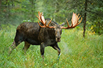 wildlife;Bull-Moose;Moose;Alces-alces;grass;steam;Anchorage;AK;D4s;2015