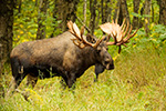 wildlife;Bull-Moose;Moose;Alces-alces;Anchorage;Alaska;AK;D4s;2015