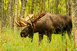 wildlife;Bull-Moose;Moose;Alces-alces;Anchorage;Alaska;AK;D4s;2015