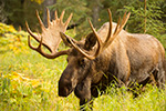 wildlife;Bull-Moose;Moose;Alces-alces;Anchorage;Alaska;AK;D4s;2015