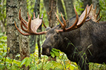 wildlife;Bull-Moose;Moose;Alces-alces;Anchorage;Alaska;AK;D4s;2015