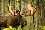 wildlife;Bull-Moose;Moose;portrait;Alces-alces;Anchorage;Alaska;AK;D4s;2015