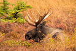 wildlife;Bull-Moose;Moose;Alces-alces;Chugach;Alaska;AK;D4s;2015