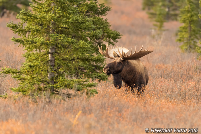 wildlife;Bull Moose;Moose;Alces alces;Denali;Alaska;tundra;AK;D5;2016