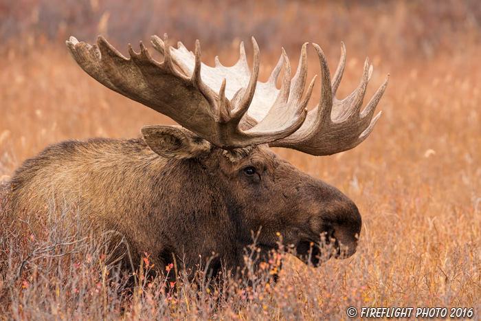 wildlife;Bull Moose;Moose;Alces alces;Denali;Alaska;AK;D5;2016