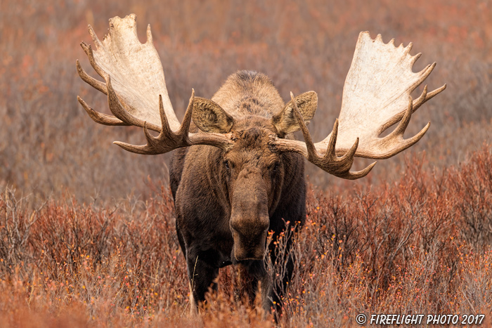 wildlife;Bull Moose;Moose;Alces alces;Denali;Alaska;Huge;Big;AK;D5;2016