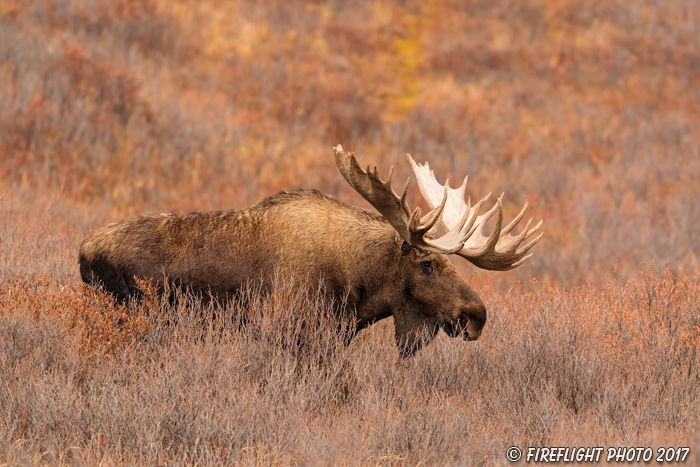 wildlife;Bull Moose;Moose;Alces alces;Denali;Alaska;Huge;Big;AK;D5;2016