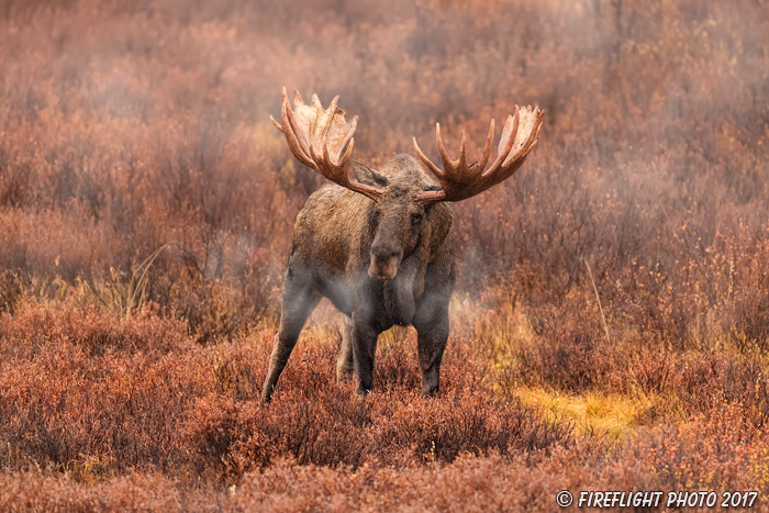 wildlife;Bull Moose;Moose;Alces alces;wet;fog;steam;Denali;Alaska;AK;D5;2016