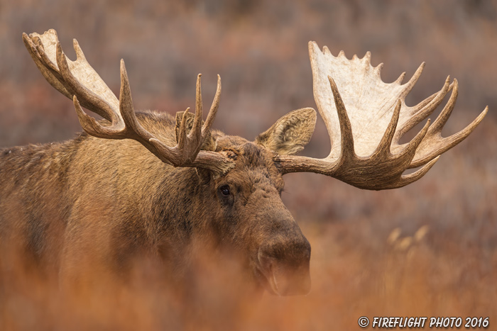 wildlife;Bull Moose;Moose;Alces alces;Denali;Alaska;AK;D5;2016