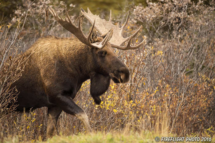 wildlife;Bull Moose;Moose;Alces alces;Denali;Alaska;Huge;Big;AK;D4s;2016