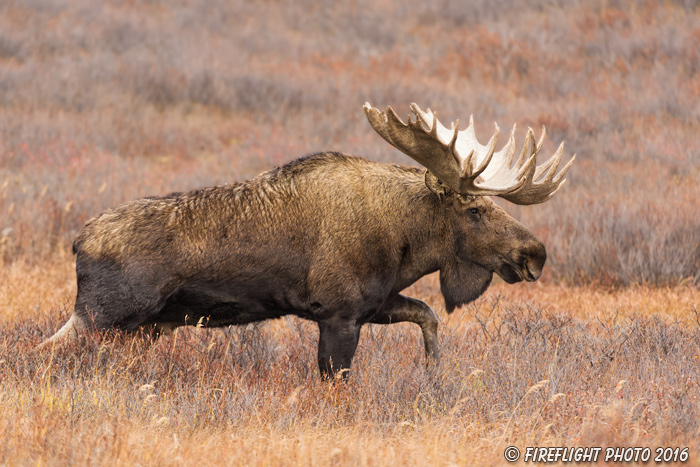 wildlife;Bull Moose;Moose;Alces alces;Denali;Alaska;Huge;Big;AK;D4s;2016