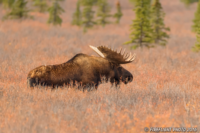 wildlife;Bull Moose;Moose;Alces alces;Denali;Alaska;tundra;AK;D5;2016