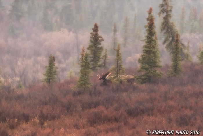 wildlife;Bull Moose;Moose;Alces alces;Denali;Alaska;AK;Fog;D5;2016