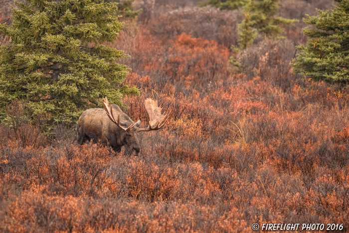 wildlife;Bull Moose;Moose;Alces alces;wet;rain;Denali;Alaska;AK;D5;2016