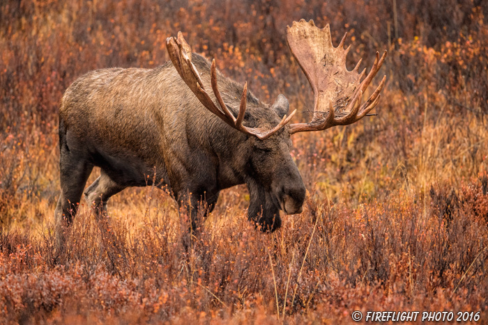 wildlife;Bull Moose;Moose;Alces alces;wet;rain;Denali;Alaska;AK;D5;2016