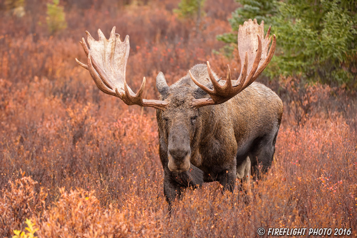 wildlife;Bull Moose;Moose;Alces alces;wet;rain;Denali;Alaska;AK;D5;2016