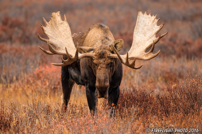 wildlife;Bull Moose;Moose;Alces alces;Denali;Alaska;AK;D5;2016