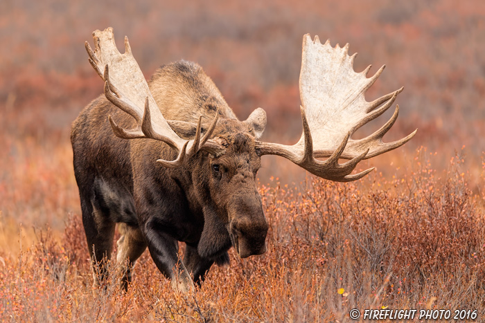 wildlife;Bull Moose;Moose;Alces alces;Denali;Alaska;AK;D5;2016