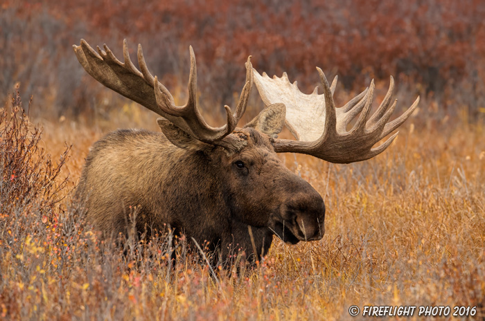 wildlife;Bull Moose;Moose;Alces alces;Denali;bedded down;Alaska;AK;D5;2016