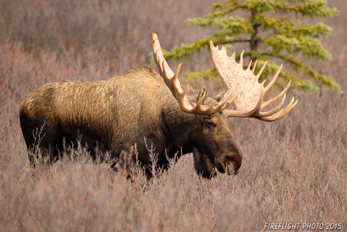 wildlife;Bull Moose;Moose;Alces alces;Denali;Alaska;AK;D4s;2015