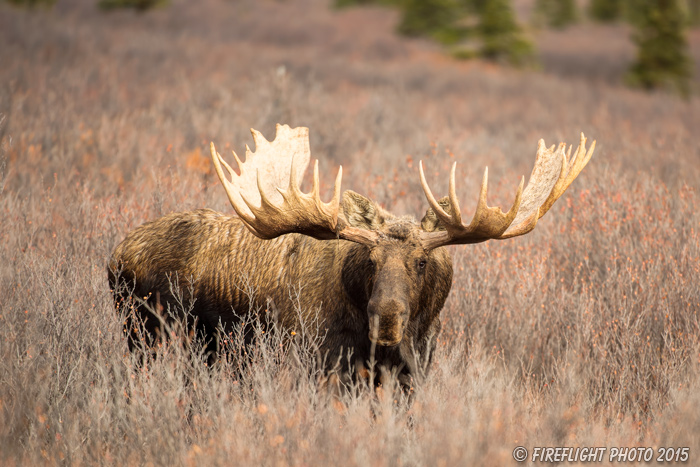 wildlife;Bull Moose;Moose;Alces alces;Denali;Alaska;AK;D4s;2015