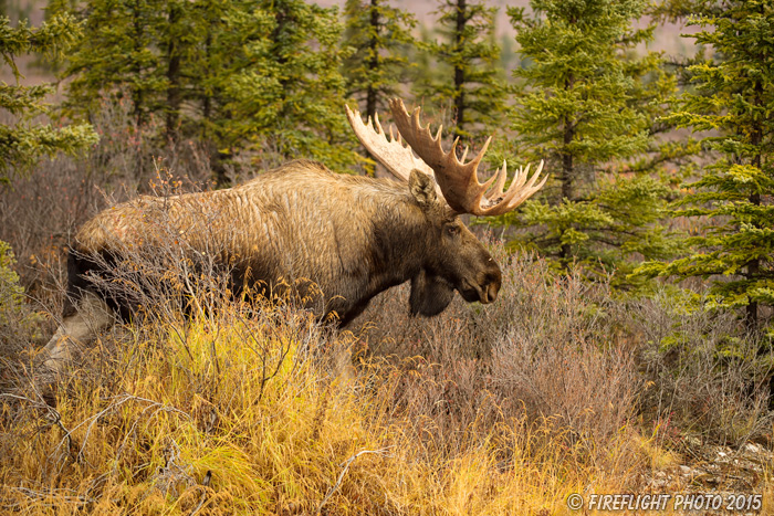 wildlife;Bull Moose;Moose;Alces alces;Denali;Alaska;AK;D4s;2015