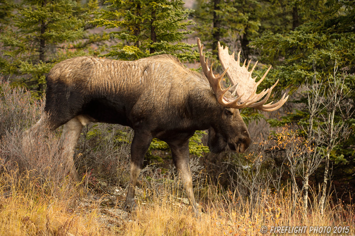 wildlife;Bull Moose;Moose;Alces alces;Denali;Alaska;AK;D4s;2015