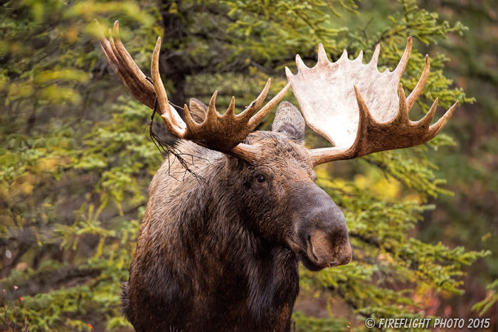 wildlife;Bull Moose;Moose;Alces alces;headshot;Denali;Alaska;AK;D4s;2015