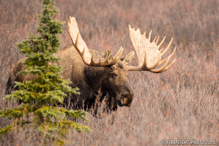 wildlife;Bull Moose;Moose;Alces alces;Denali;Alaska;AK;D4s;2015