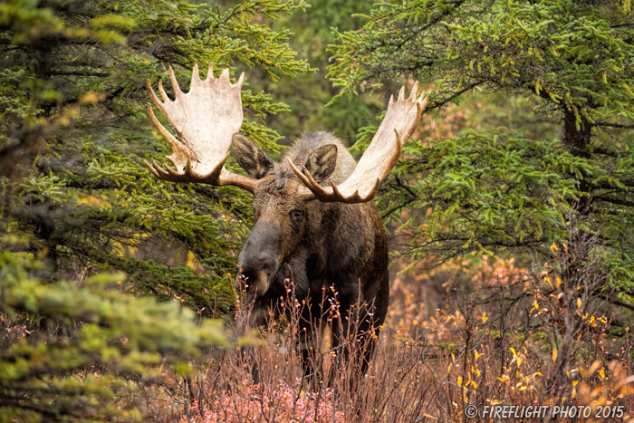 wildlife;Bull Moose;Moose;Alces alces;woods;forest;Denali;Alaska;AK;D4s;2015