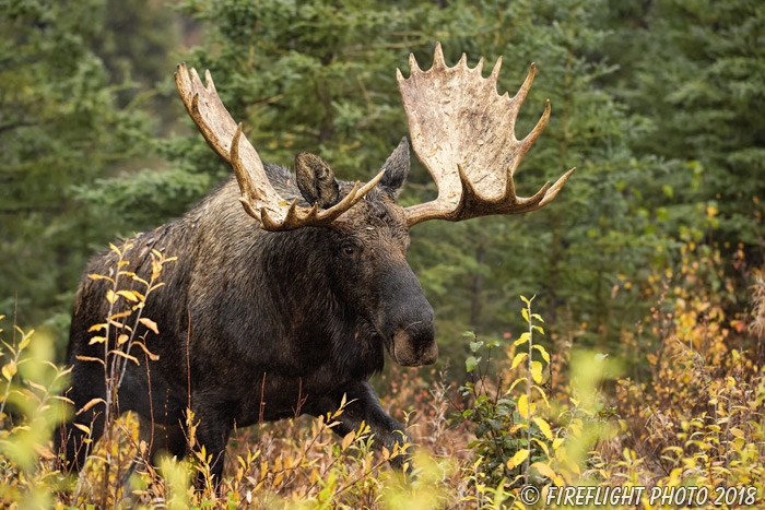wildlife;Bull Moose;Moose;Alces alces;headshot;Denali;Alaska;AK;D4s;2015