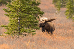 wildlife;Bull-Moose;Moose;Alces-alces;Denali;Alaska;tundra;AK;D5;2016