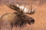 wildlife;Bull-Moose;Moose;Alces-alces;Denali;Alaska;AK;D5;2016