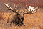 wildlife;Bull-Moose;Moose;Alces-alces;Denali;Alaska;AK;D5;2016