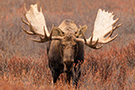 wildlife;Bull-Moose;Moose;Alces-alces;Denali;Alaska;Huge;Big;AK;D5;2016