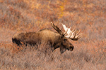 wildlife;Bull-Moose;Moose;Alces-alces;Denali;Alaska;Huge;Big;AK;D5;2016