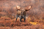 wildlife;Bull-Moose;Moose;Alces-alces;wet;fog;steam;Denali;Alaska;AK;D5;2016
