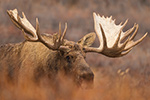 wildlife;Bull-Moose;Moose;Alces-alces;Denali;Alaska;AK;D5;2016