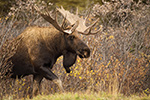 wildlife;Bull-Moose;Moose;Alces-alces;Denali;Alaska;Huge;Big;AK;D4s;2016