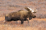 wildlife;Bull-Moose;Moose;Alces-alces;Denali;Alaska;Huge;Big;AK;D4s;2016