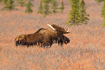 wildlife;Bull-Moose;Moose;Alces-alces;Denali;Alaska;tundra;AK;D5;2016