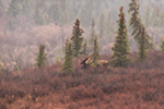 wildlife;Bull-Moose;Moose;Alces-alces;Denali;Alaska;AK;Fog;D5;2016