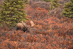 wildlife;Bull-Moose;Moose;Alces-alces;wet;rain;Denali;Alaska;AK;D5;2016