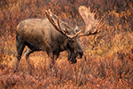 wildlife;Bull-Moose;Moose;Alces-alces;wet;rain;Denali;Alaska;AK;D5;2016