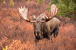 wildlife;Bull-Moose;Moose;Alces-alces;wet;rain;Denali;Alaska;AK;D5;2016