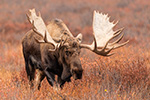 wildlife;Bull-Moose;Moose;Alces-alces;Denali;Alaska;AK;D5;2016